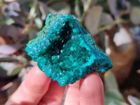 Natural Dioptase on Dolomite Matrix Specimens x 6 From Likasi, Congo