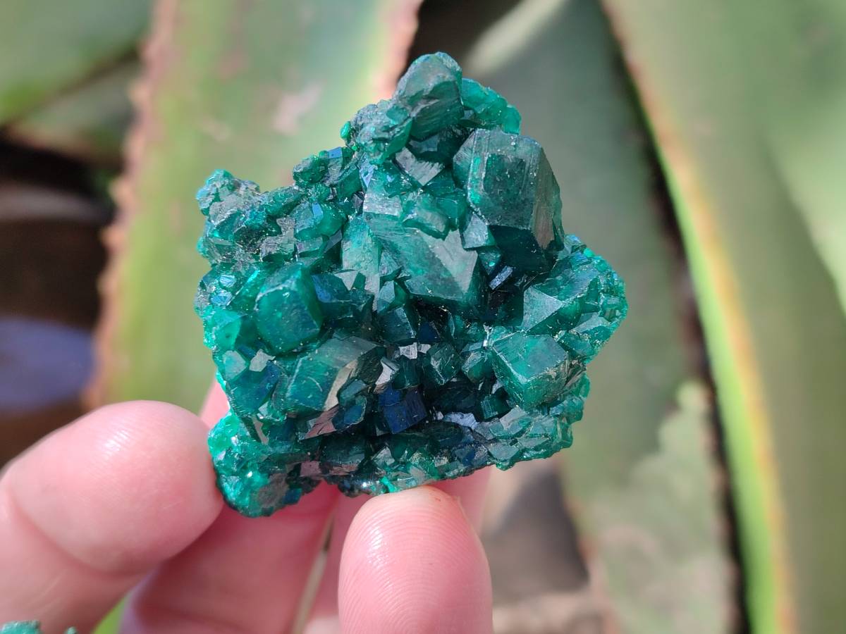 Natural Dioptase on Dolomite Matrix Specimens x 6 From Likasi, Congo - Toprock Gemstones and Minerals 