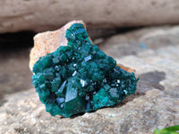 Natural Dioptase on Dolomite Matrix Specimens x 6 From Likasi, Congo