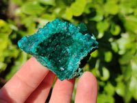 Natural Dioptase on Dolomite Matrix Specimens x 6 From Likasi, Congo