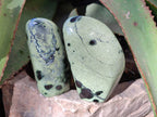 Polished Leopard Stone Free Forms x 4 From Nyanga, Zimbabwe - Toprock Gemstones and Minerals 