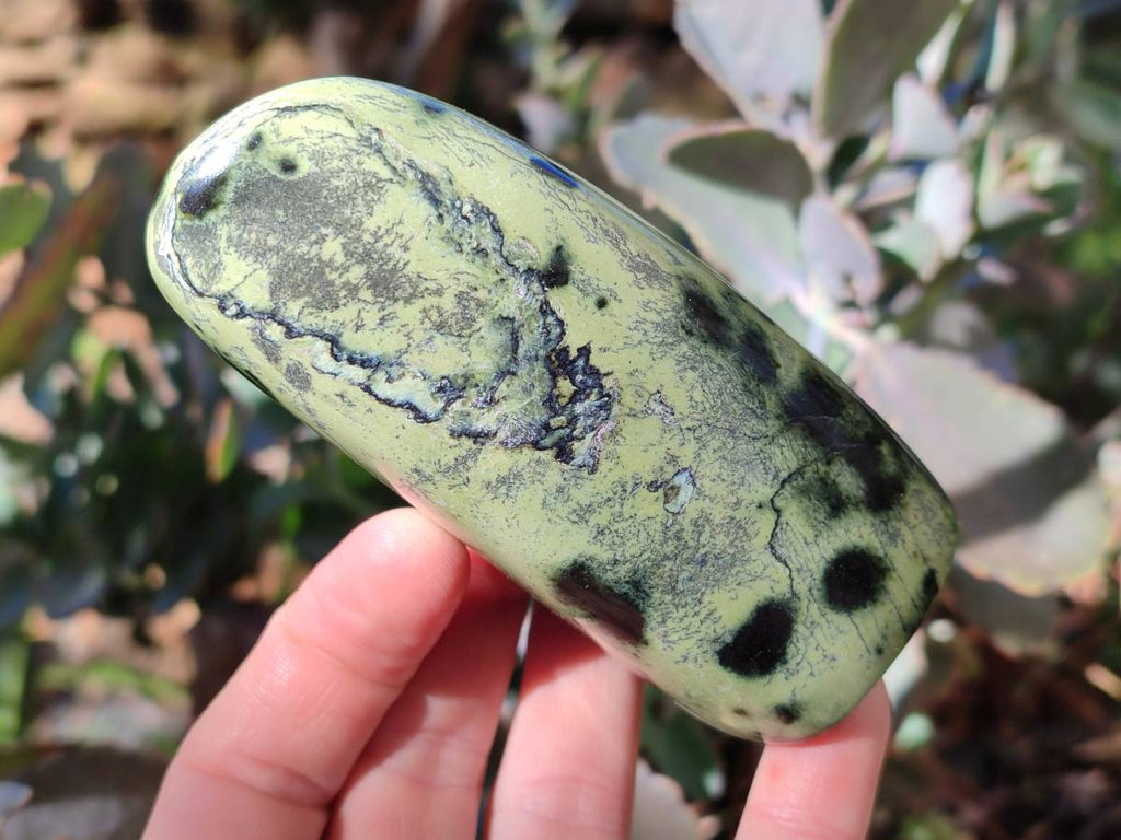 Polished Leopard Stone Free Forms x 4 From Nyanga, Zimbabwe - Toprock Gemstones and Minerals 
