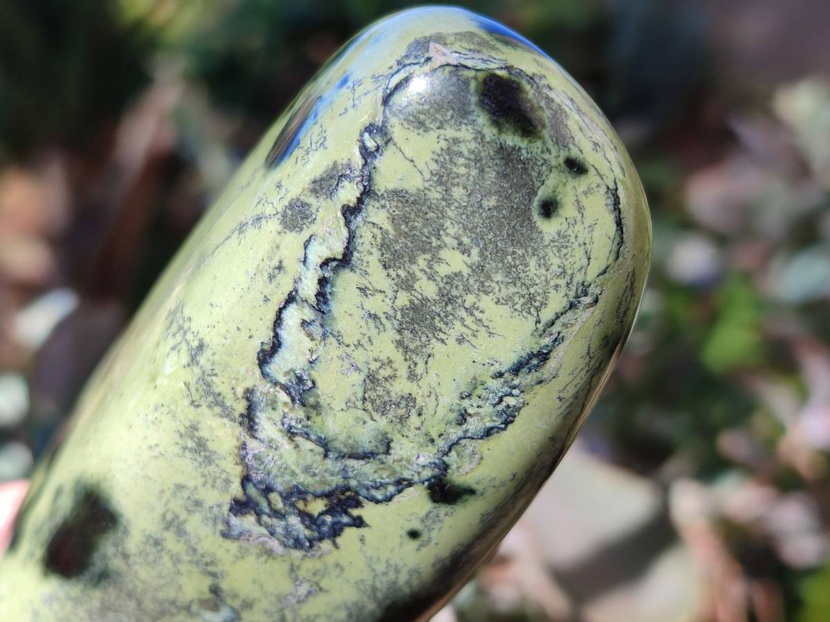 Polished Leopard Stone Free Forms x 4 From Nyanga, Zimbabwe - Toprock Gemstones and Minerals 
