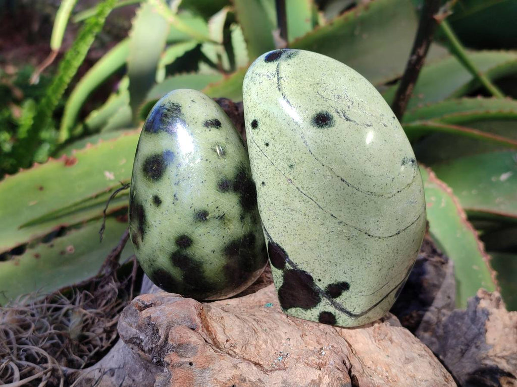 Polished Leopard Stone Free Forms x 4 From Nyanga, Zimbabwe - Toprock Gemstones and Minerals 