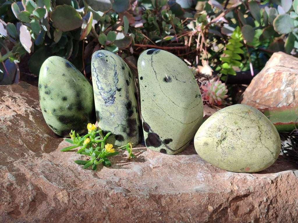 Polished Leopard Stone Free Forms x 4 From Nyanga, Zimbabwe - Toprock Gemstones and Minerals 
