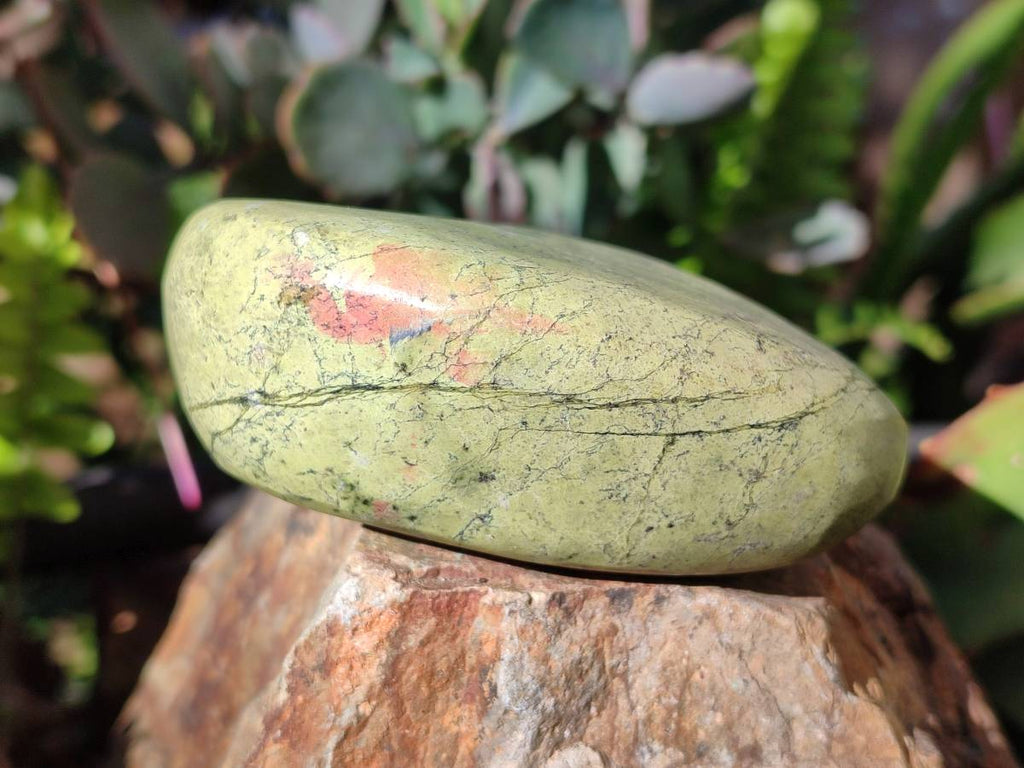 Polished Leopard Stone Free Forms x 4 From Nyanga, Zimbabwe - Toprock Gemstones and Minerals 