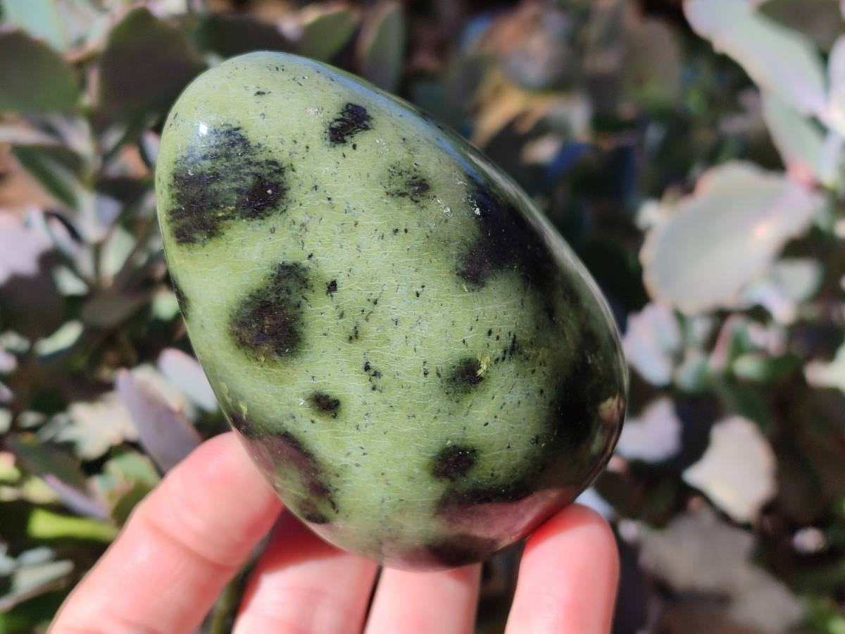 Polished Leopard Stone Free Forms x 4 From Nyanga, Zimbabwe - Toprock Gemstones and Minerals 