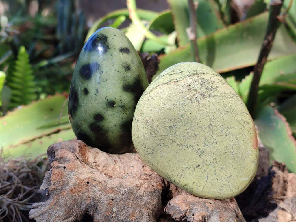 Polished Leopard Stone Free Forms x 4 From Nyanga, Zimbabwe - Toprock Gemstones and Minerals 