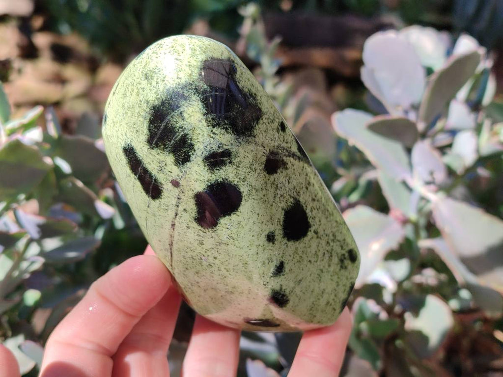 Polished Leopard Stone Free Forms x 4 From Nyanga, Zimbabwe - Toprock Gemstones and Minerals 