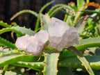 Natural Mixed Spirit Quartz Crystals x 35 From Boekenhouthoek, South Africa - Toprock Gemstones and Minerals 