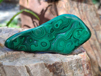 Polished Flower Banded Malachite Free Forms x 6 From Congo - Toprock Gemstones and Minerals 