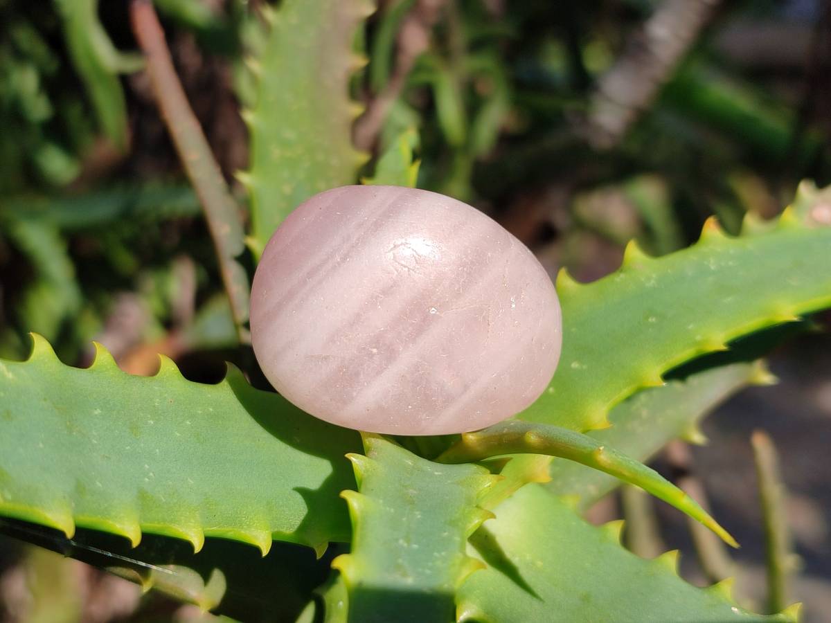 Polished Rose Quartz Tumbled Stones - sold per 1 kg - From South Africa - Toprock Gemstones and Minerals 