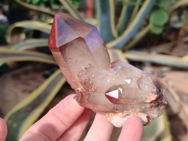 Natural Exceptional Red Hematoid Phantom Quartz Crystals x 6 From Zimbabwe