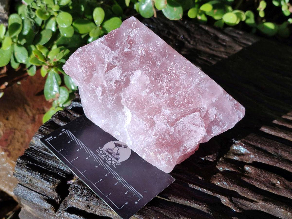 Natural Pink Rose Quartz Cobbed Specimens x 12 From North Cape, South Africa - Toprock Gemstones and Minerals 
