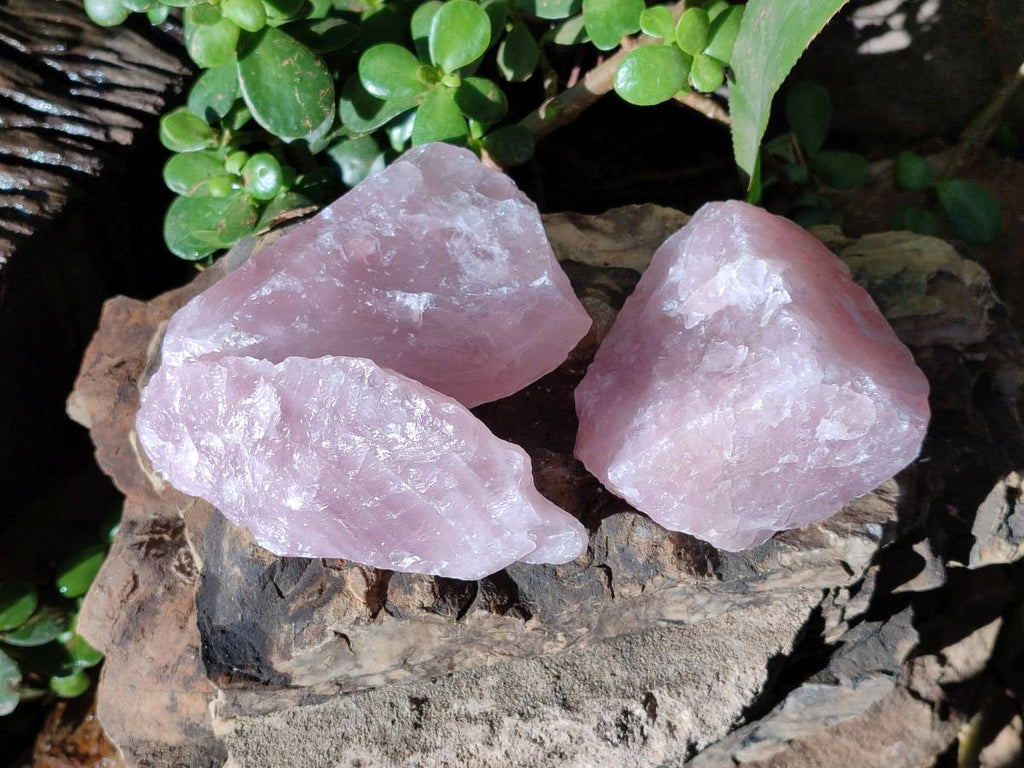 Natural Pink Rose Quartz Cobbed Specimens x 12 From North Cape, South Africa - Toprock Gemstones and Minerals 
