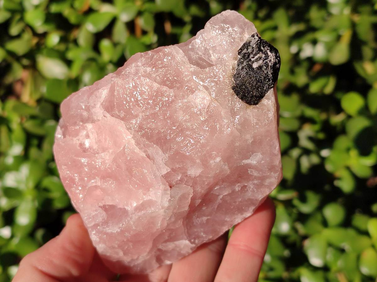 Natural Pink Rose Quartz Cobbed Specimens x 12 From North Cape, South Africa - Toprock Gemstones and Minerals 