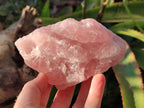Natural Pink Rose Quartz Cobbed Specimens x 12 From North Cape, South Africa - Toprock Gemstones and Minerals 