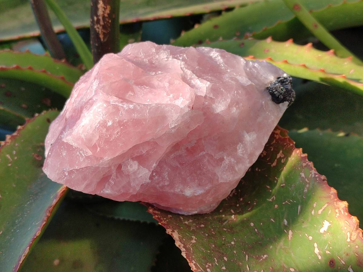Natural Pink Rose Quartz Cobbed Specimens x 12 From North Cape, South Africa - Toprock Gemstones and Minerals 