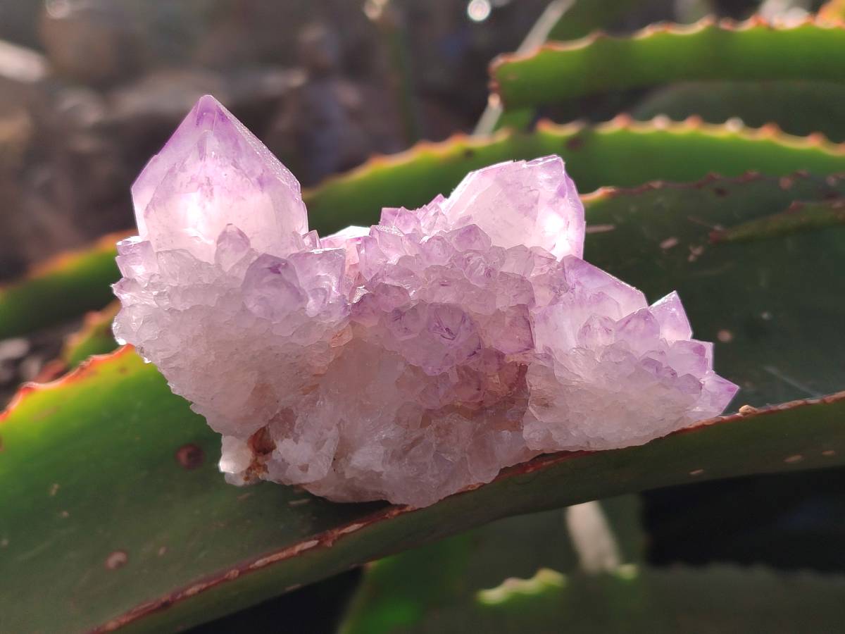 Natural Sunburst Amethyst Spirit Quartz Clusters x 6 From Boekenhouthoek, South Africa - Toprock Gemstones and Minerals 