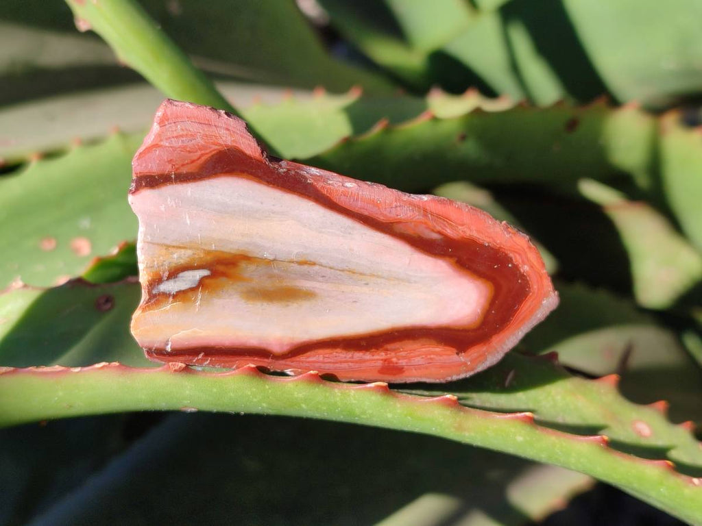 Polished On One Side Polychrome Jasper x 7 From Mahajanga, Madagascar - Toprock Gemstones and Minerals 