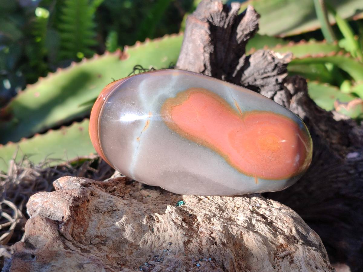 Polished On One Side Polychrome Jasper x 7 From Mahajanga, Madagascar - Toprock Gemstones and Minerals 