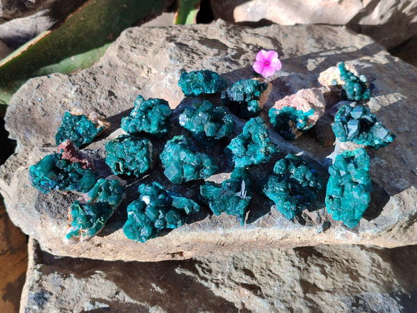 Natural Small Dioptase on Dolomite Matrix Specimens x 20 From Likasi, Congo