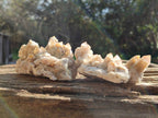 Natural Golden Limonite Coated Fairy Spirit Quartz Clusters x 6 From Boekenhouthoek, South Africa - Toprock Gemstones and Minerals 