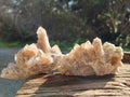 Natural Golden Limonite Coated Fairy Spirit Quartz Clusters x 6 From Boekenhouthoek, South Africa - Toprock Gemstones and Minerals 