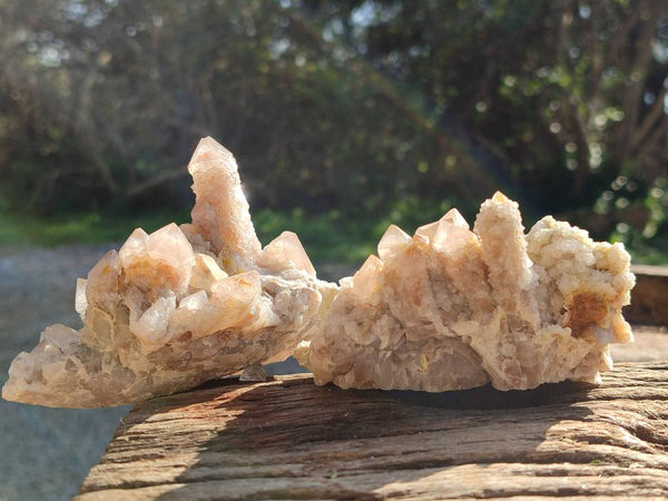 Natural Golden Limonite Coated Fairy Spirit Quartz Clusters x 6 From Boekenhouthoek, South Africa