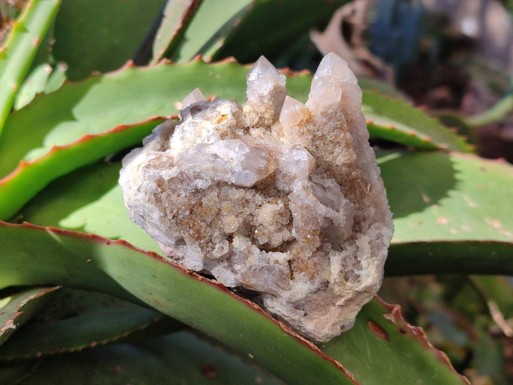 Natural Golden Limonite Coated Fairy Spirit Quartz Clusters x 6 From Boekenhouthoek, South Africa - Toprock Gemstones and Minerals 