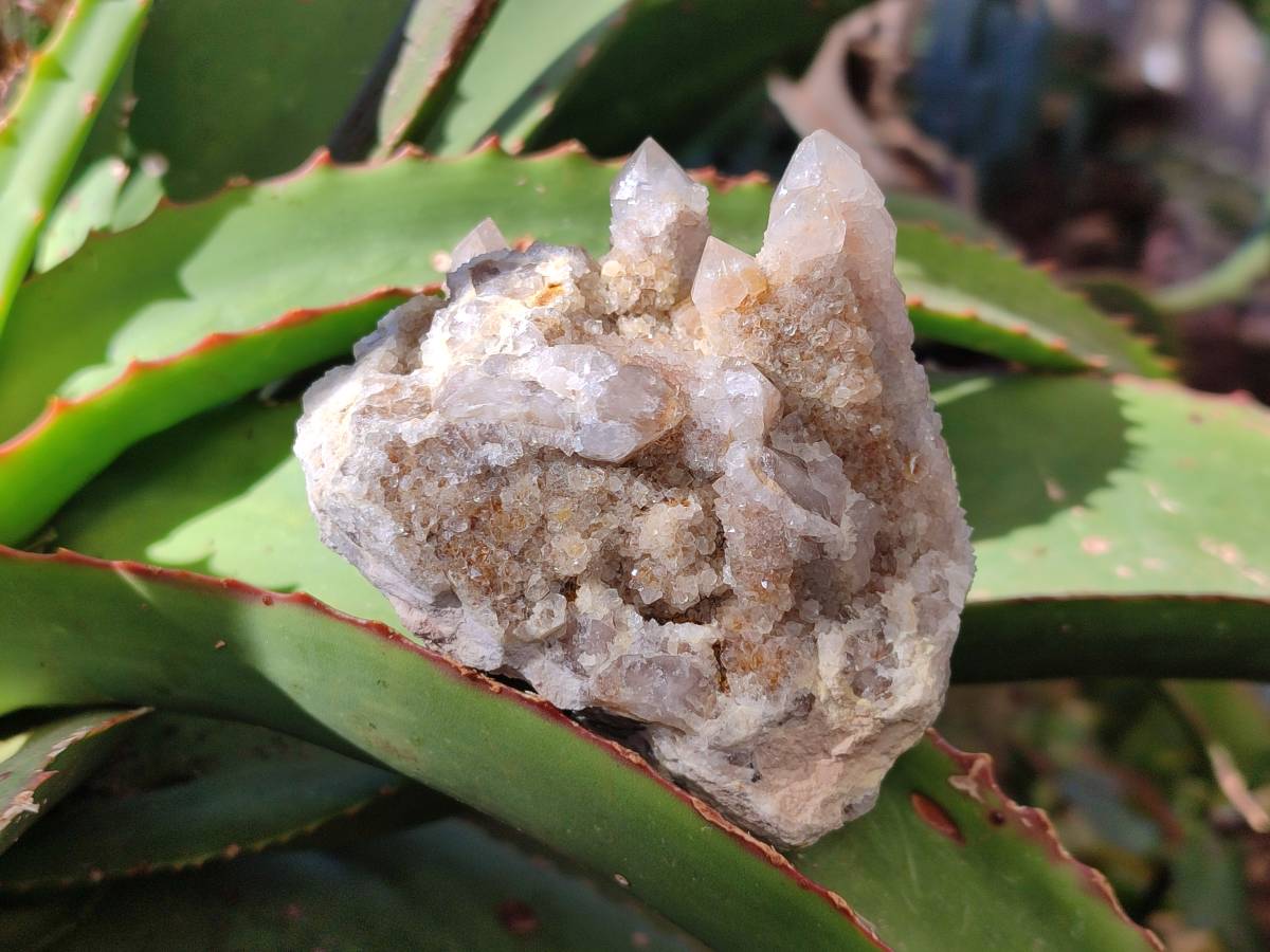 Natural Golden Limonite Coated Fairy Spirit Quartz Clusters x 6 From Boekenhouthoek, South Africa - Toprock Gemstones and Minerals 