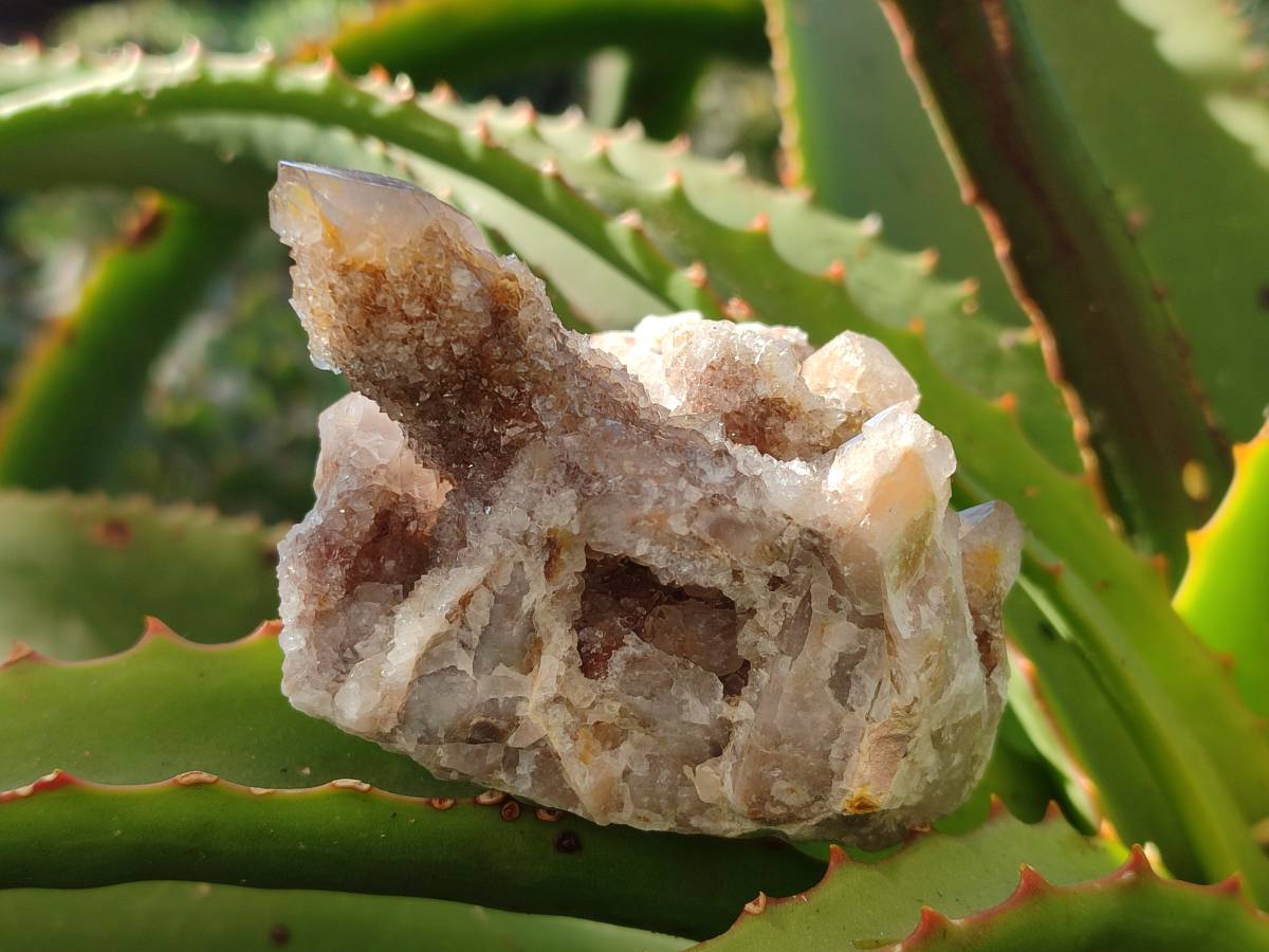 Natural Golden Limonite Coated Fairy Spirit Quartz Clusters x 6 From Boekenhouthoek, South Africa - Toprock Gemstones and Minerals 