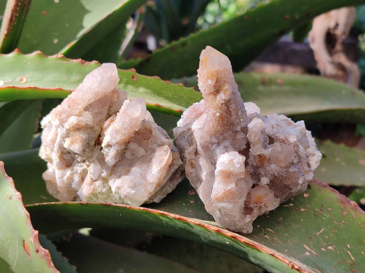 Natural Golden Limonite Coated Fairy Spirit Quartz Clusters x 6 From Boekenhouthoek, South Africa - Toprock Gemstones and Minerals 