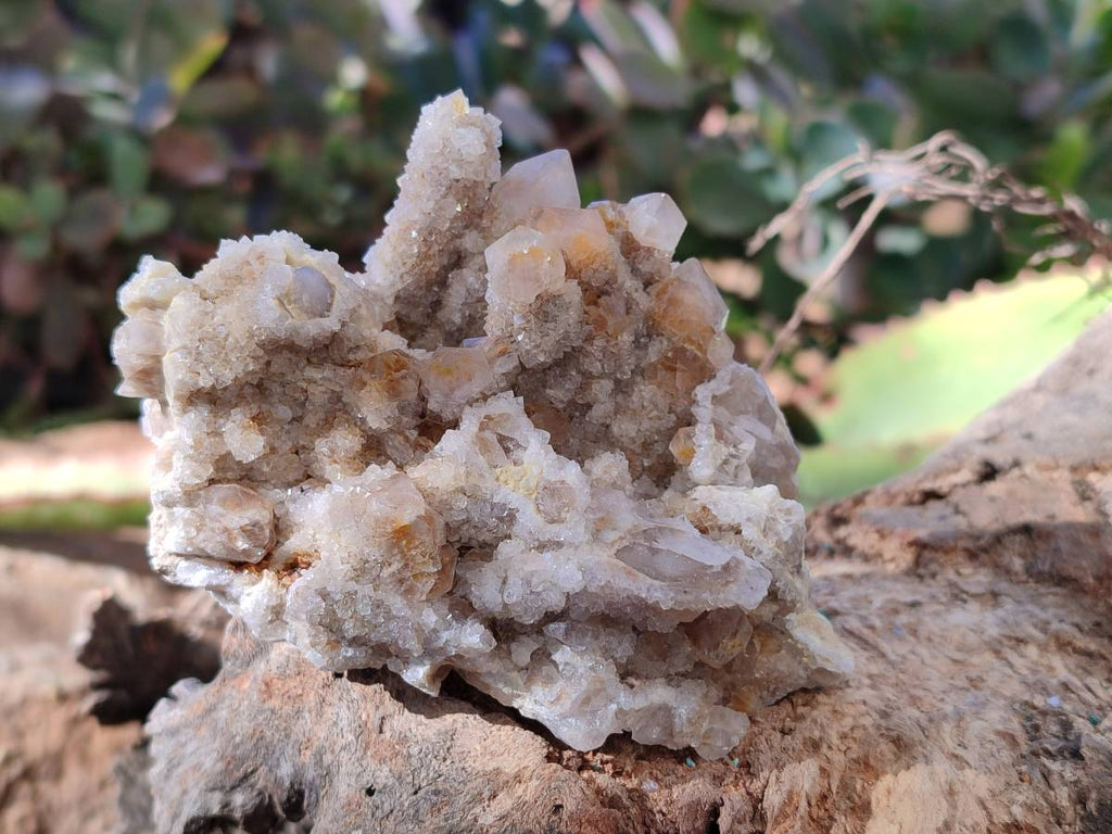 Natural Golden Limonite Coated Fairy Spirit Quartz Clusters x 6 From Boekenhouthoek, South Africa - Toprock Gemstones and Minerals 