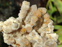 Natural Golden Limonite Coated Fairy Spirit Quartz Clusters x 6 From Boekenhouthoek, South Africa - Toprock Gemstones and Minerals 