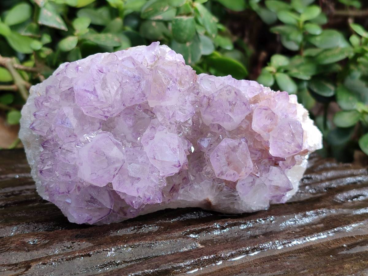 Natural Sunburst Amethyst Spirit Quartz Clusters x 4 From Boekenhouthoek, South Africa - Toprock Gemstones and Minerals 