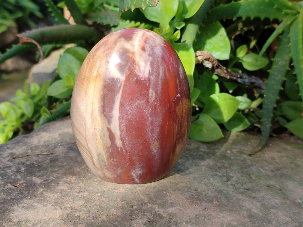 Polished Fossilized Podocarpus Petrified Wood Spheres and Standing Free forms x 4 From Mahajanga, Madagascar - Toprock Gemstones and Minerals 