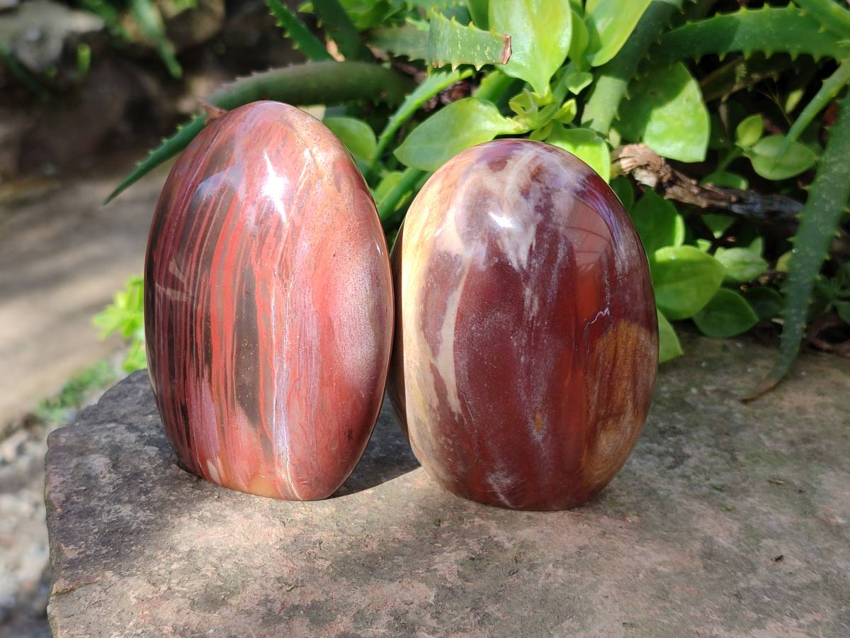 Polished Fossilized Podocarpus Petrified Wood Spheres and Standing Free forms x 4 From Mahajanga, Madagascar - Toprock Gemstones and Minerals 