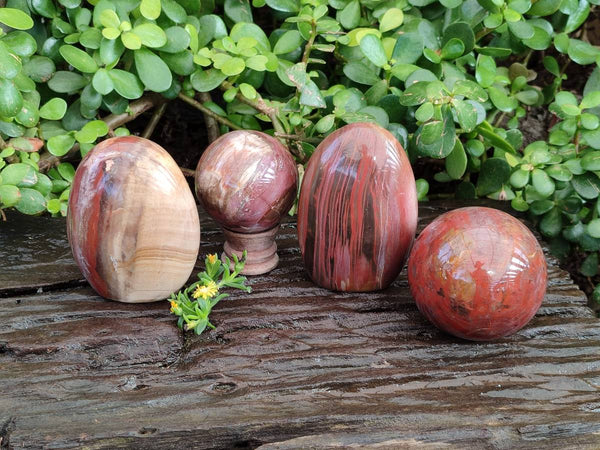 Polished Fossilized Podocarpus Petrified Wood Spheres and Standing Free forms x 4 From Mahajanga, Madagascar
