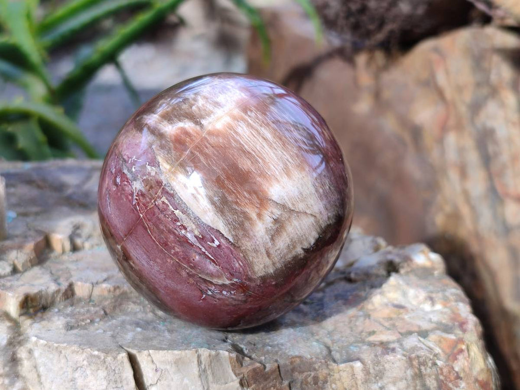 Polished Fossilized Podocarpus Petrified Wood Spheres and Standing Free forms x 4 From Mahajanga, Madagascar - Toprock Gemstones and Minerals 