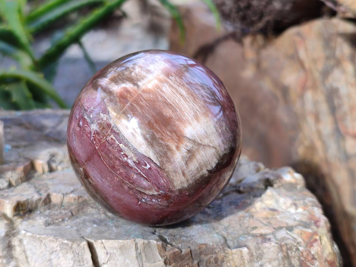 Polished Fossilized Podocarpus Petrified Wood Spheres and Standing Free forms x 4 From Mahajanga, Madagascar - Toprock Gemstones and Minerals 