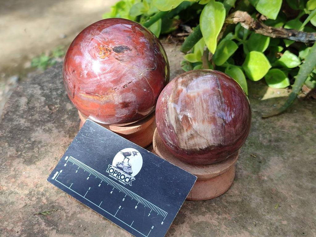 Polished Fossilized Podocarpus Petrified Wood Spheres and Standing Free forms x 4 From Mahajanga, Madagascar - Toprock Gemstones and Minerals 