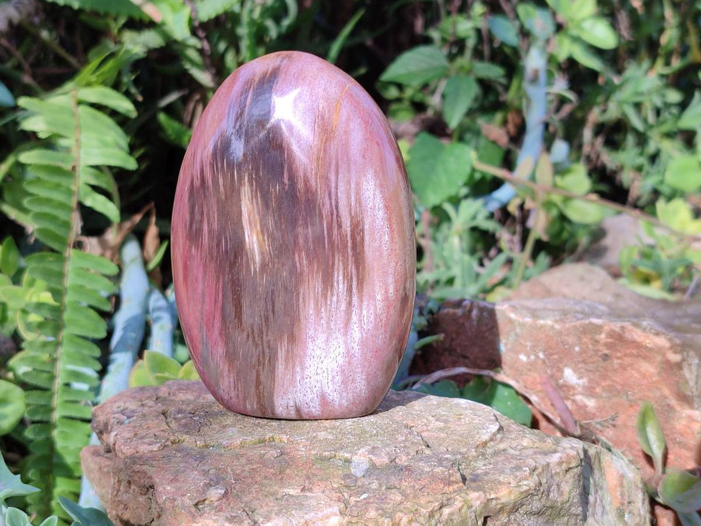 Polished Fossilized Podocarpus Petrified Wood Spheres and Standing Free forms x 4 From Mahajanga, Madagascar - Toprock Gemstones and Minerals 