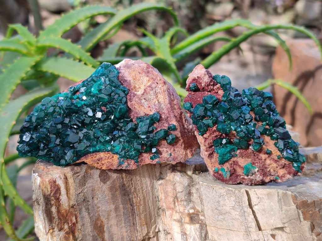 Natural Dioptase Crystals on Dolomite Matrix Specimens x 6 From Likasi, Congo - Toprock Gemstones and Minerals 