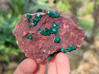 Natural Dioptase Crystals on Dolomite Matrix Specimens x 6 From Likasi, Congo - Toprock Gemstones and Minerals 