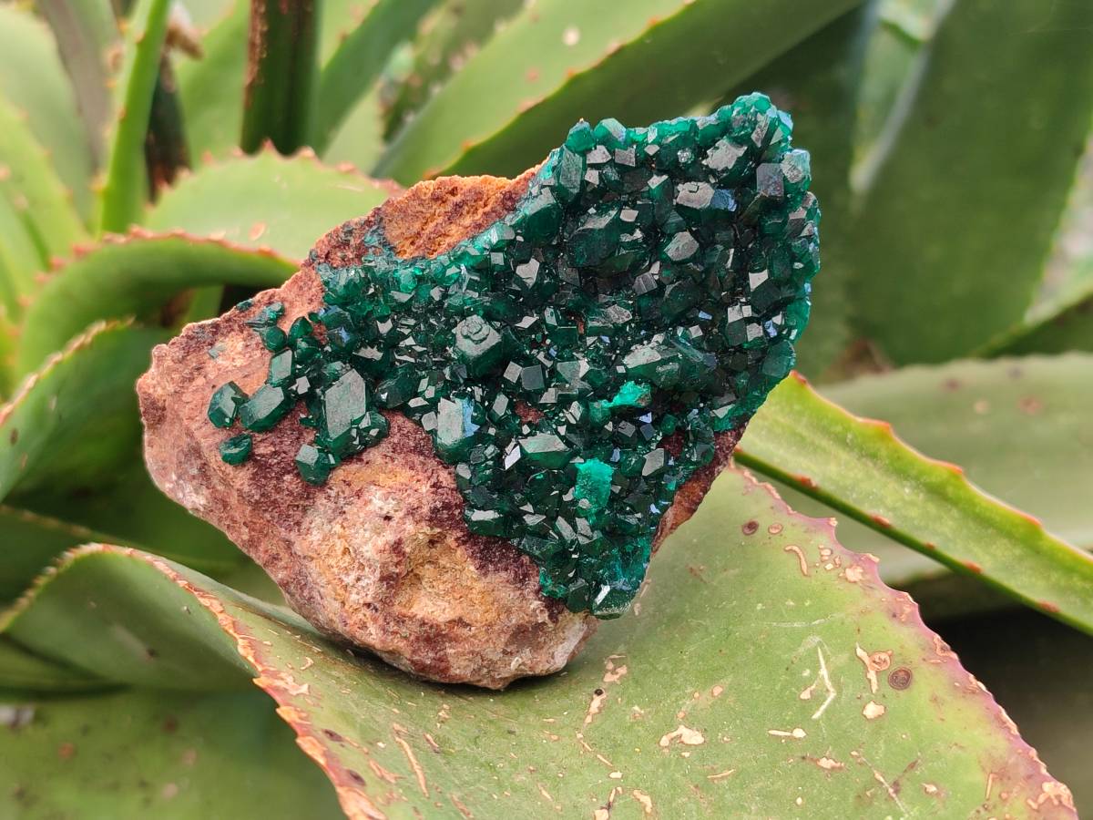 Natural Dioptase Crystals on Dolomite Matrix Specimens x 6 From Likasi, Congo - Toprock Gemstones and Minerals 