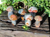 Polished Polychrome Jasper Mushrooms x 6 From Madagascar