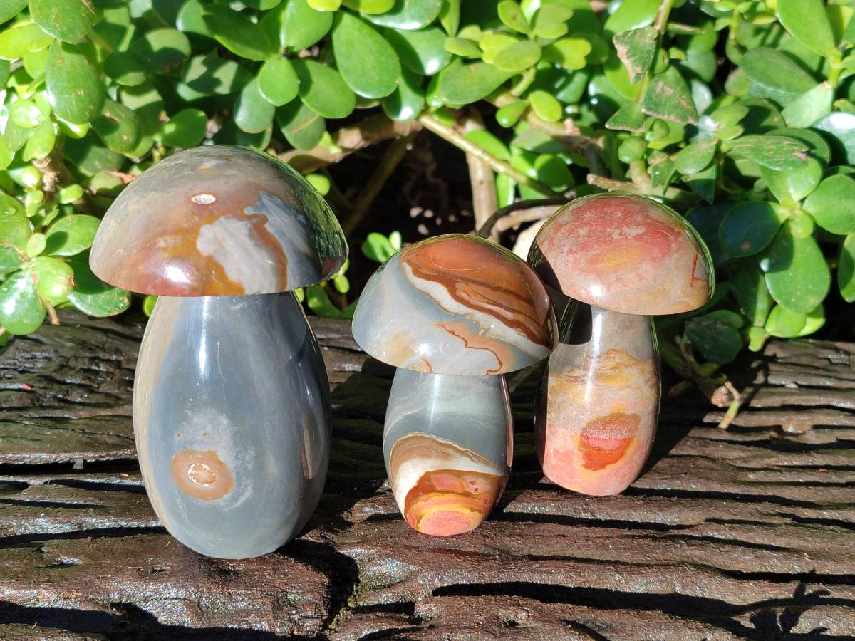 Polished Polychrome Jasper Mushrooms x 6 From Madagascar - Toprock Gemstones and Minerals 