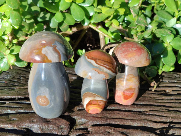 Polished Polychrome Jasper Mushrooms x 6 From Madagascar