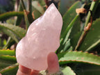 Polished Rose Quartz Flames x 2 From Ambatondrazaka, Madagascar - Toprock Gemstones and Minerals 